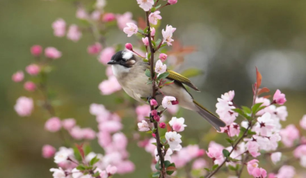春寒過(guò)后萬(wàn)象新